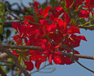 Morogoro Flower Xxx Red P1302131