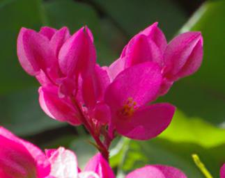 Morogoro Flower Xxx Pink P1302133