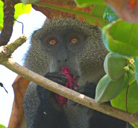 Morogoro Blue Monkey P1312147