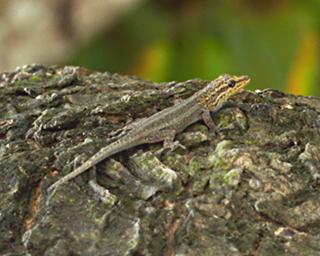 Morogoro Gecko P1312150