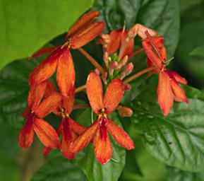 Udzungwa Mts Flower Xxx Orange P1261723