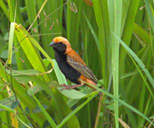 Udzungwa Mts Bird Zanzibar Red Bishop P1261727