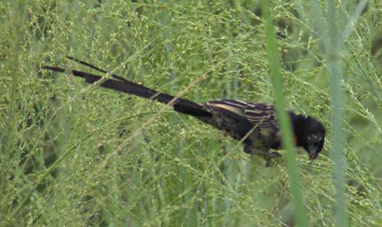 Bird Xxx White Winged Widowbird