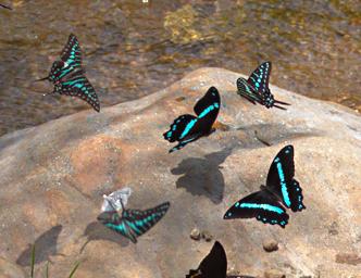 Udzungwa Mts Butterfly Narrow Green Banded Swallowtail Swordtail