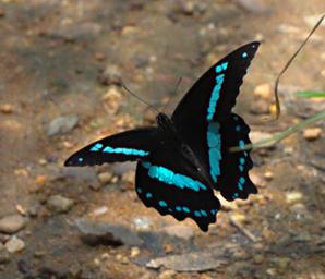 Udzungwa Mts Butterfly Narrow Green Banded Swallowtail Swordtail