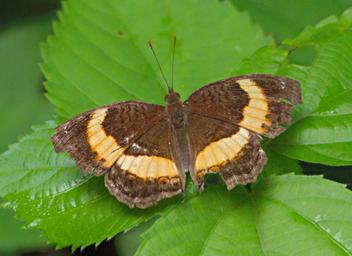Udzungwa Mts Butterfly Soldier Commodore