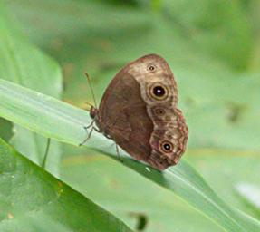 Udzungwa Mts Butterfly Common Bush Brown