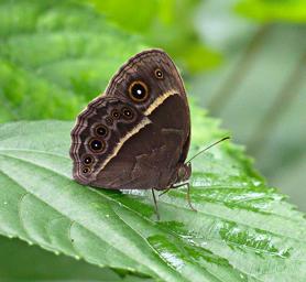 Udzungwa Mts Butterfly Swamp Patroller