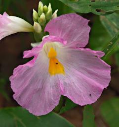 Udzungwa Mts Flower Siphonochilus Aethiopicus