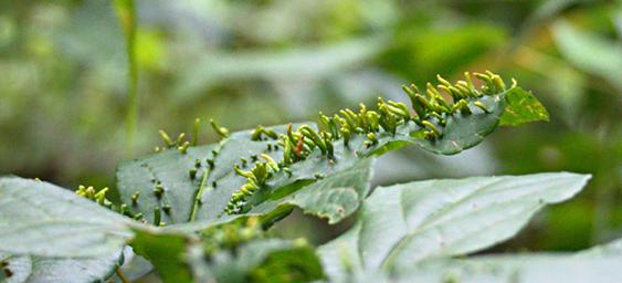 Udzungwa Mts Leaf Parasite