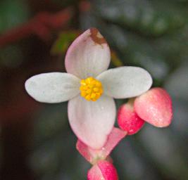 Udzungwa Mts Flower Xxx White