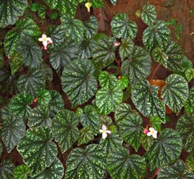 Udzungwa Mts Flower Xxx White