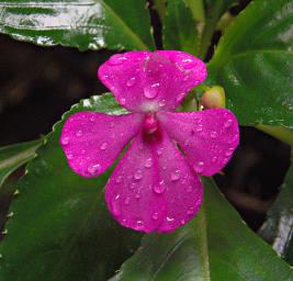 Udzungwa Mts Flower Xxx Pink