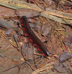 Udzungwa Mts Millipede Red Legs