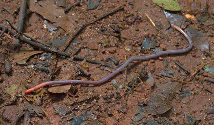 Udzungwa Mts Worm