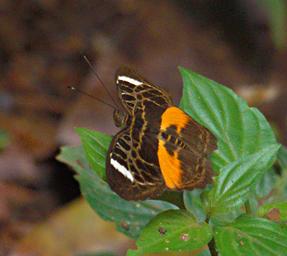 Butterfly Xxx Brown Orange White