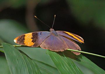 Udzungwa Mts Butterfly Gold Banded Forester