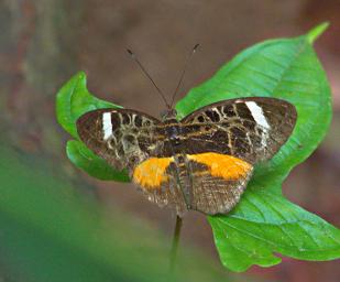 Butterfly Xxx Brown Orange White
