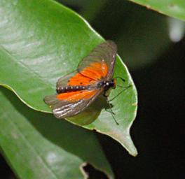 Butterfly Xxx Orange Xparent