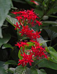 Udzungwa Mts Flower Xxx Pentas Parvifolia