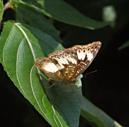 Butterfly Xxx Brown White