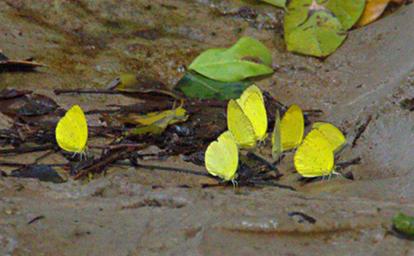 Udzungwa Mts Butterfly Grass Yellow