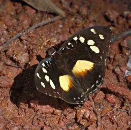 Butterfly Xxx Sailer