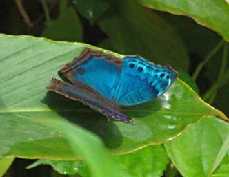 Udzungwa Mts Butterfly Blue Mother Of Pearl
