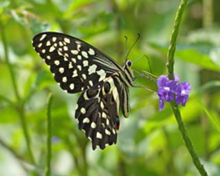 Udzungwa Mts Butterfly Citrus Swallowtail