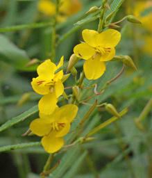 Udzungwa Mts Flower Cassia Xxx