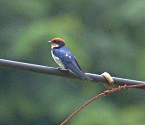 Udzungwa Mts Bird Wire Tailed Swallow
