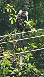 Udzungwa Mts Black White Colobus Monkey
