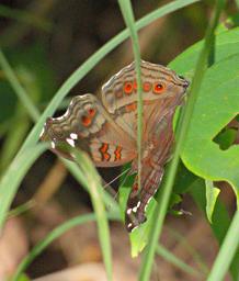 Butterfly Xxx