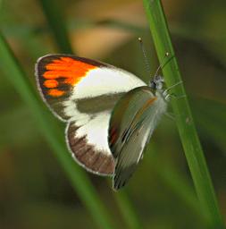 Udzungwa Mts Butterfly Orange Tip