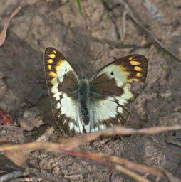 Butterfly Xxx