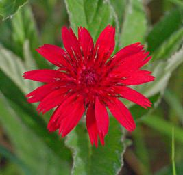 Udzungwa Mts Flower Erythrocephalum Minus
