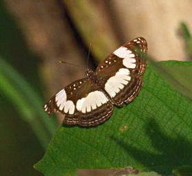 Udzungwa Mts Butterfly Sailer Xxx