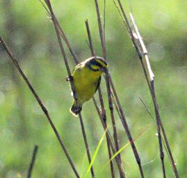Bird Xxx Yellow