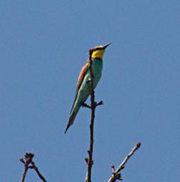 Mikumi NP Bird European Bee Eater