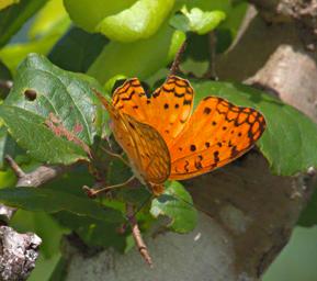 Mikumi NP Butterfly Common Leopard Fritillary