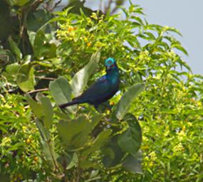 Mikumi NP Bird Southern Blue Eared Starling
