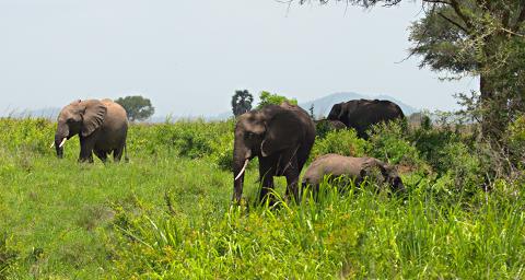 Mikumi NP Elephant