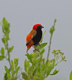 Morogoro Bird Zanzibar Red Bishop