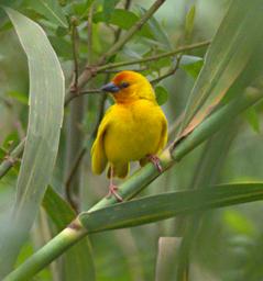 Morogoro Bird African Golden Weaver