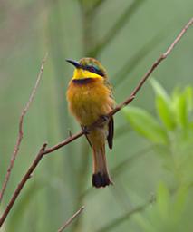 Morogoro Bird Little Bee Eater