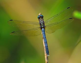 Morogoro Dragonfly Blue Emperor