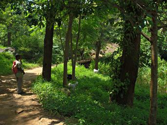 Morogoro Goats