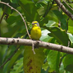 Morogoro Bird Xxx Brimstone Canary