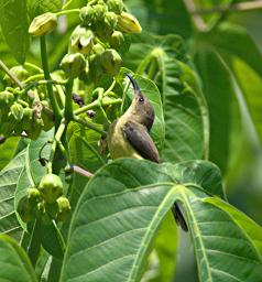 Morogoro Bird Variable Sunbird F