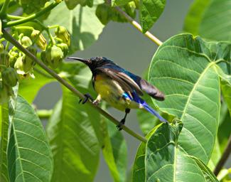 Morogoro Bird Variable Sunbird